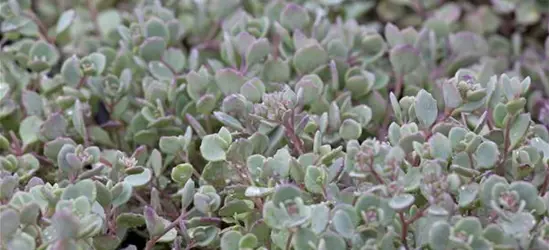 Sedum cauticola