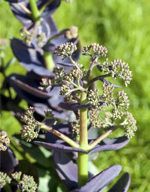 Sedum cauticola