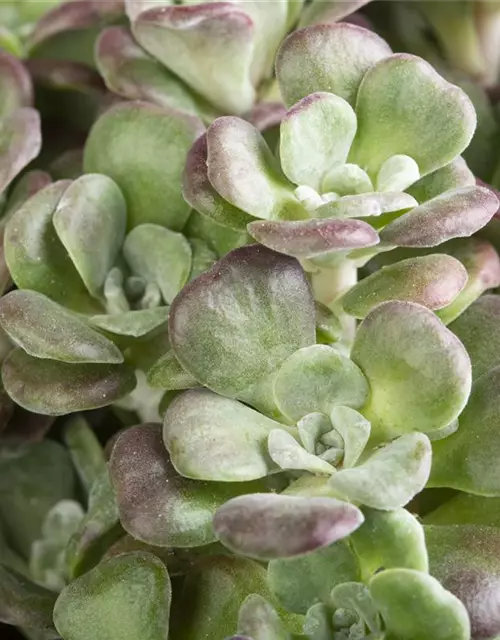 Sedum cauticola