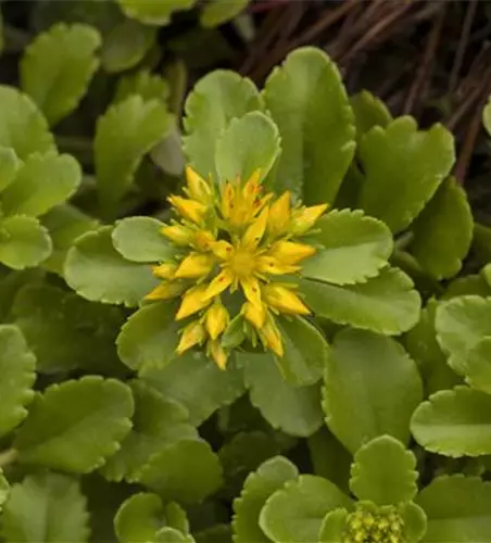 Sedum floriferum 'Weihenstephaner Gold'