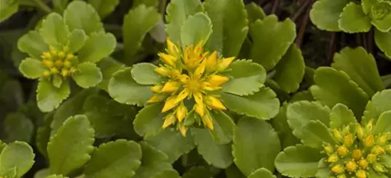 Sedum floriferum 'Weihenstephaner Gold'