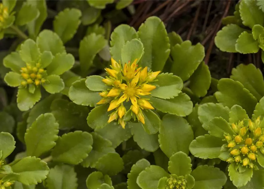 Sedum floriferum 'Weihenstephaner Gold'