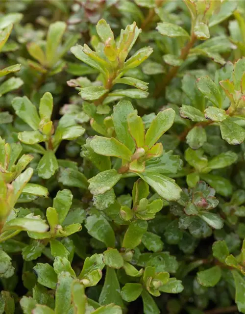 Sedum floriferum 'Weihenstephaner Gold'