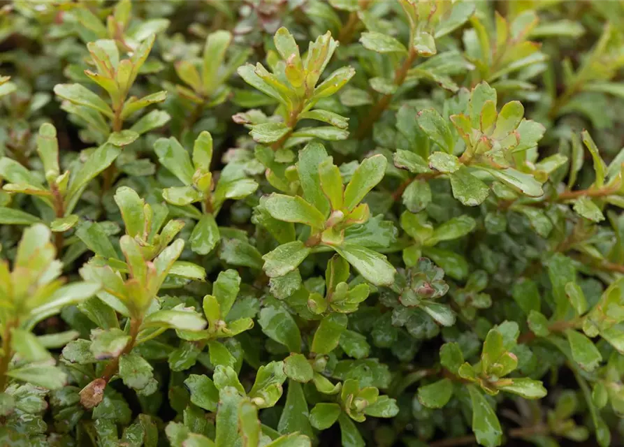 Sedum floriferum 'Weihenstephaner Gold'