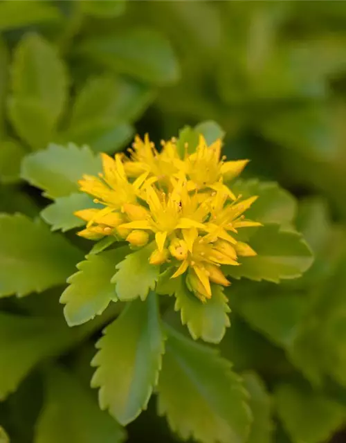 Sedum floriferum 'Weihenstephaner Gold'