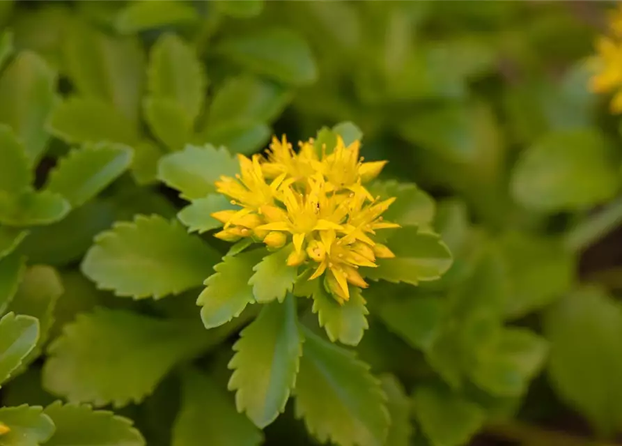 Sedum floriferum 'Weihenstephaner Gold'