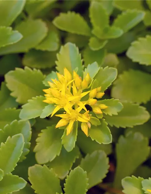 Sedum floriferum 'Weihenstephaner Gold'