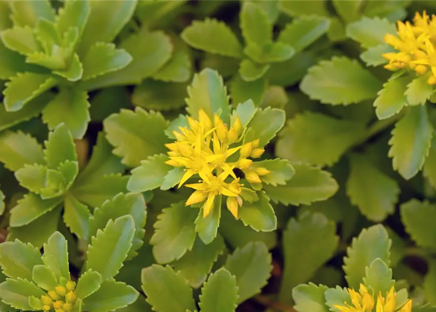 Sedum floriferum 'Weihenstephaner Gold'