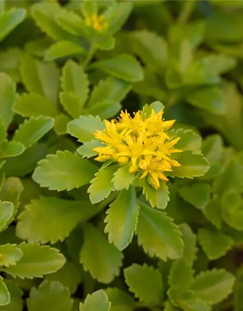 Sedum floriferum 'Weihenstephaner Gold'