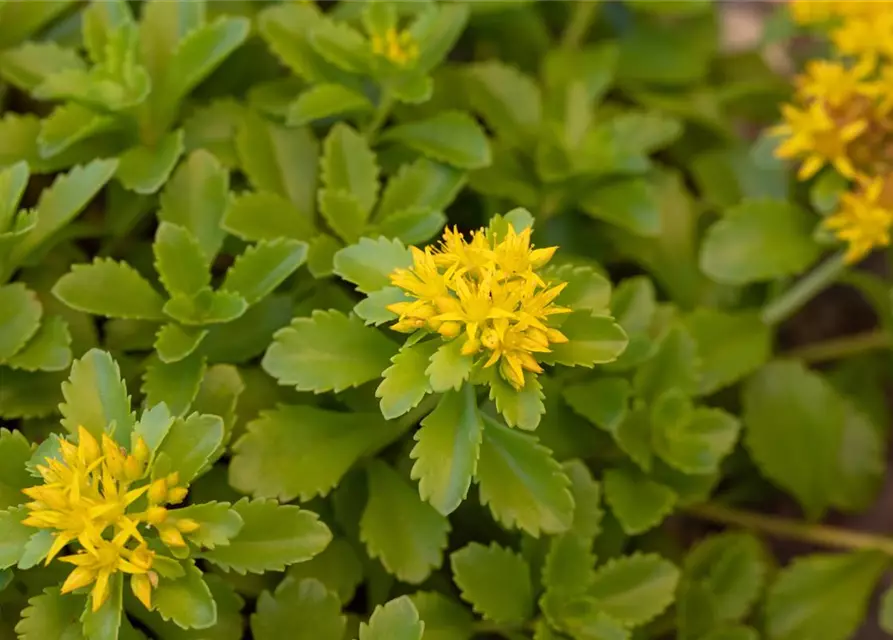 Sedum floriferum 'Weihenstephaner Gold'