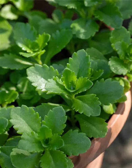 Sedum floriferum 'Weihenstephaner Gold'