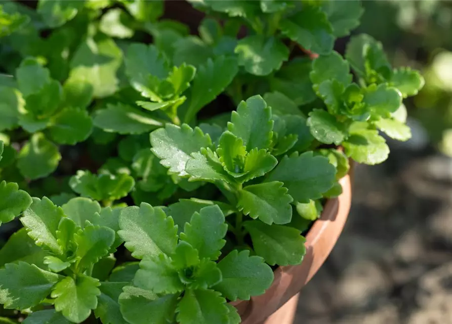 Sedum floriferum 'Weihenstephaner Gold'