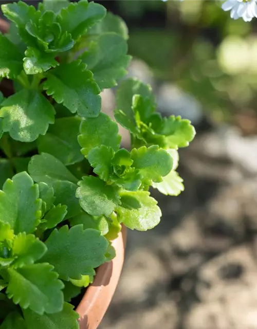 Sedum floriferum 'Weihenstephaner Gold'