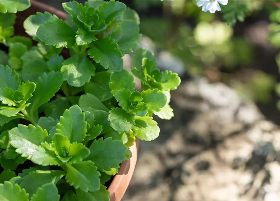 Sedum floriferum 'Weihenstephaner Gold'