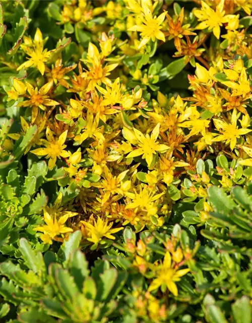 Sedum floriferum 'Weihenstephaner Gold'