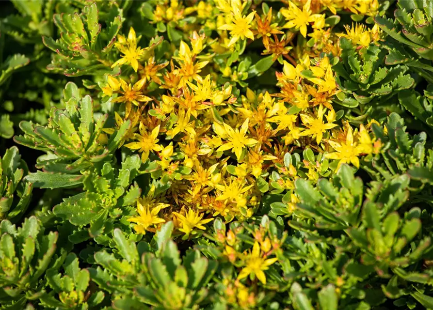 Sedum floriferum 'Weihenstephaner Gold'