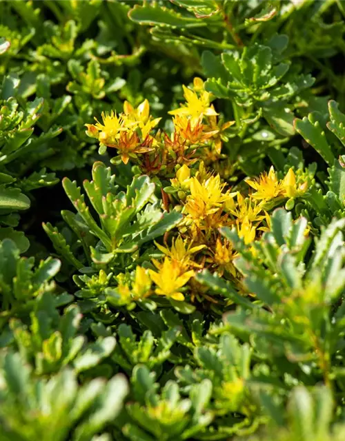 Sedum floriferum 'Weihenstephaner Gold'