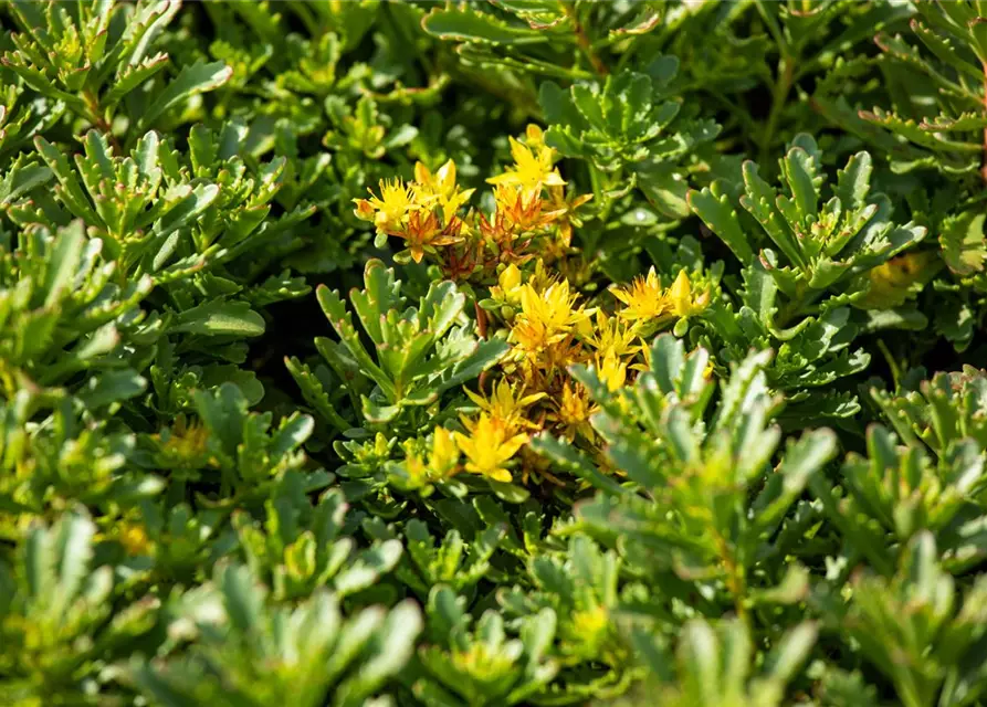 Sedum floriferum 'Weihenstephaner Gold'