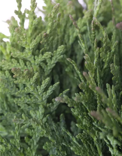 Thuja occidentalis 'Teddy'