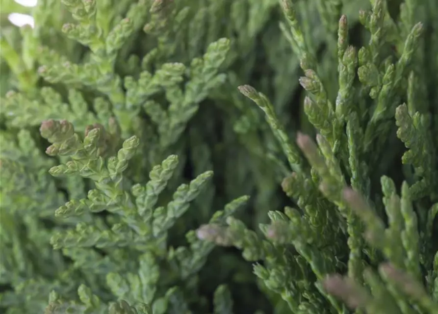 Thuja occidentalis 'Teddy'