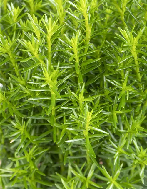 Thuja occidentalis 'Teddy'