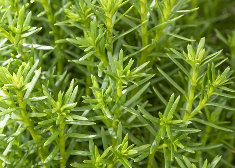 Thuja occidentalis 'Teddy'