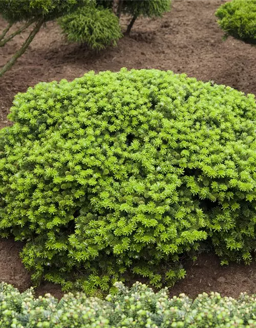 Abies koreana 'Brillant'