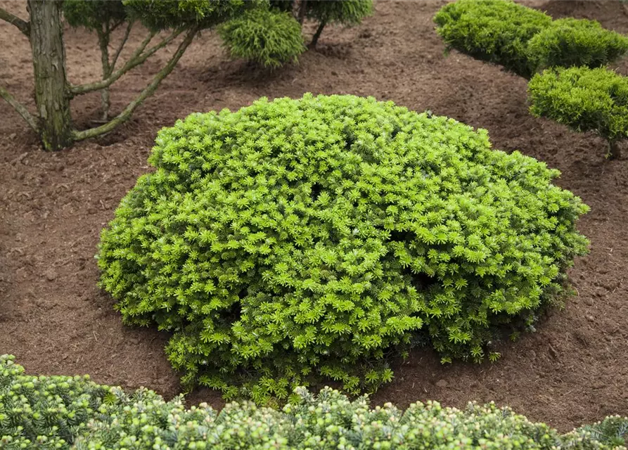 Abies koreana 'Brillant'