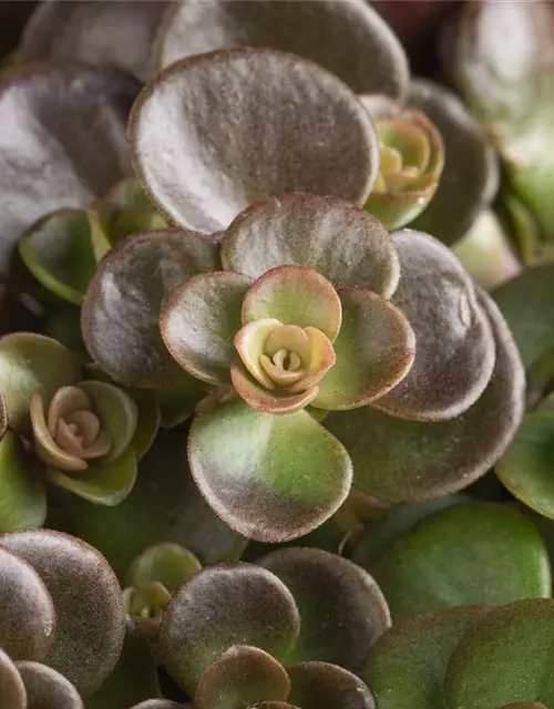 Sedum makinoi