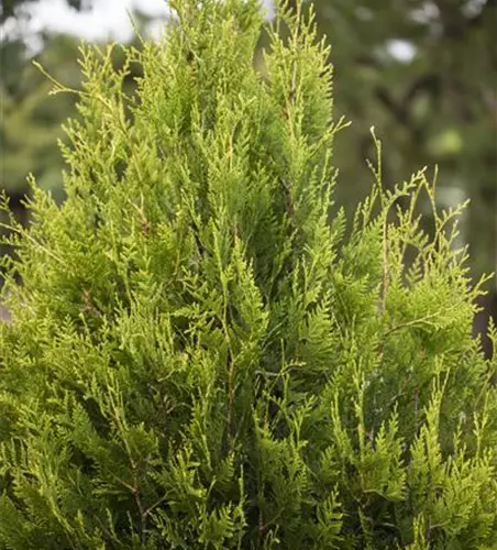 Thuja plicata