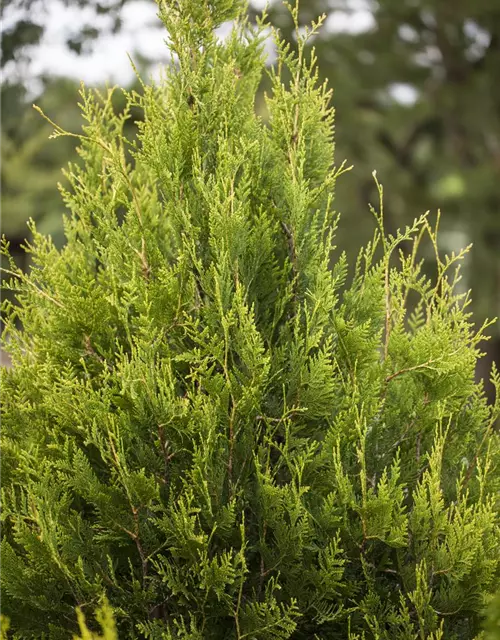 Thuja plicata