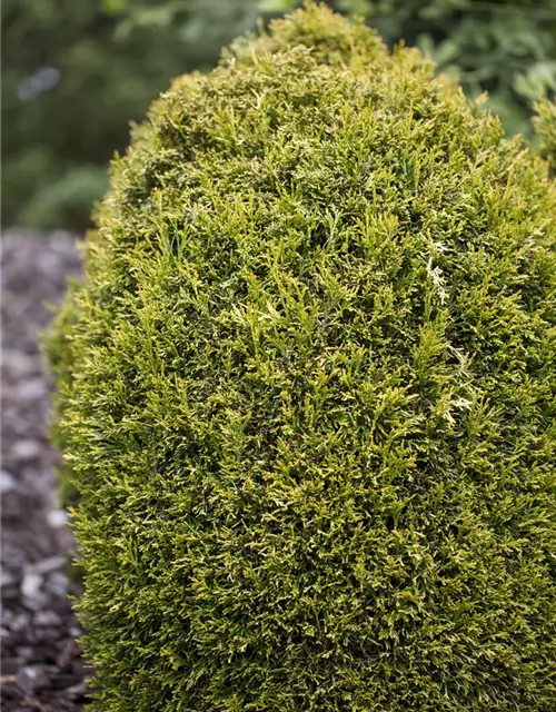 Thuja plicata