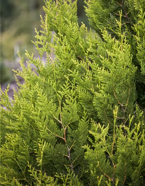 Thuja plicata