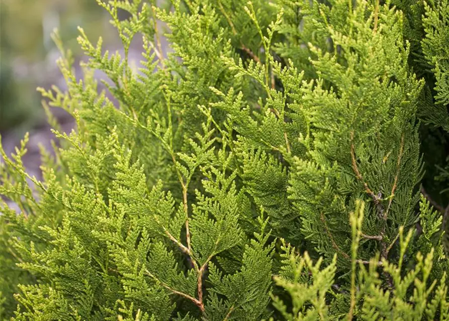 Thuja plicata