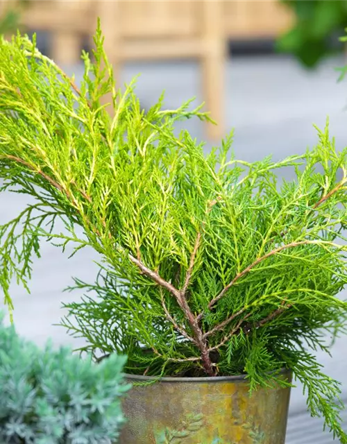 Thuja plicata