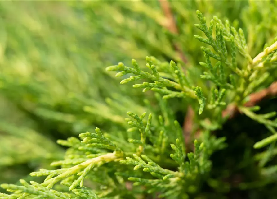 Thuja plicata