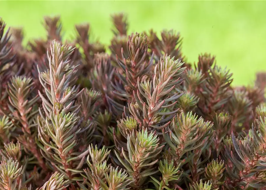 Sedum reflexum 'Chocolate Ball'