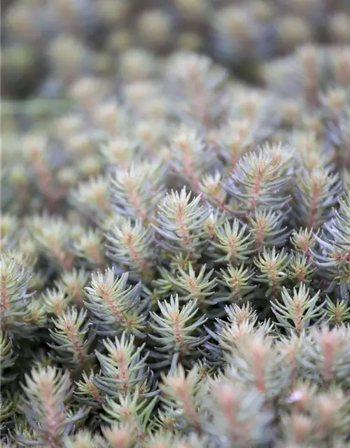 Sedum reflexum 'Chocolate Ball'