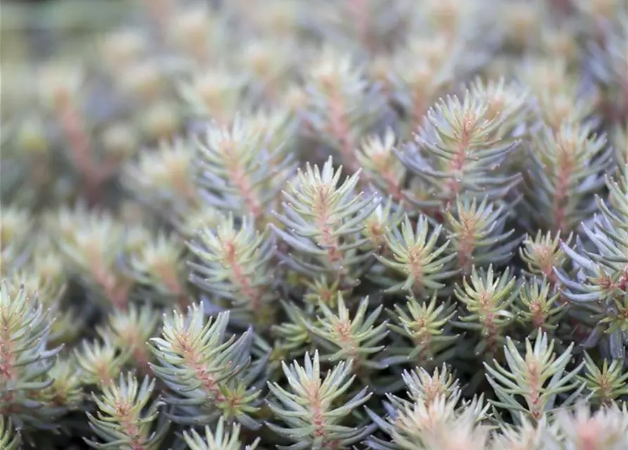 Sedum reflexum 'Chocolate Ball'