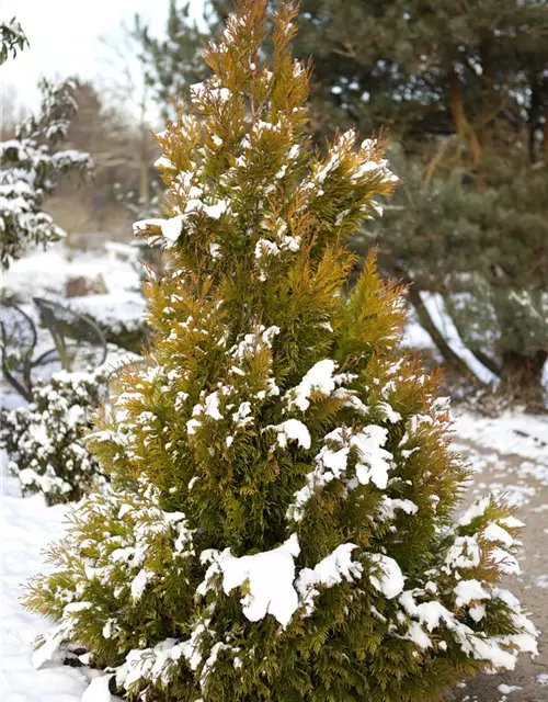 Thuja plicata '4ever' GOLDY®(s)