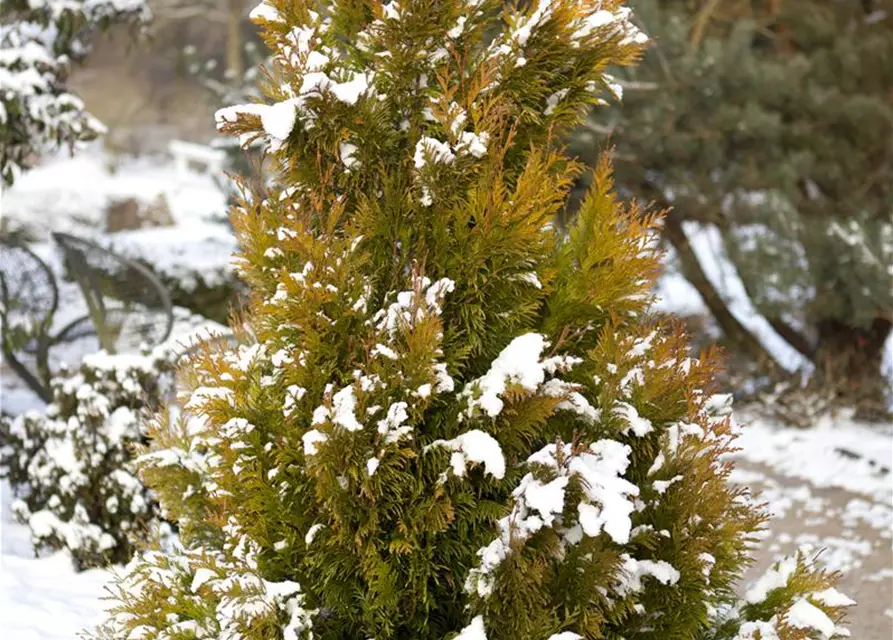 Thuja plicata '4ever' GOLDY®(s)