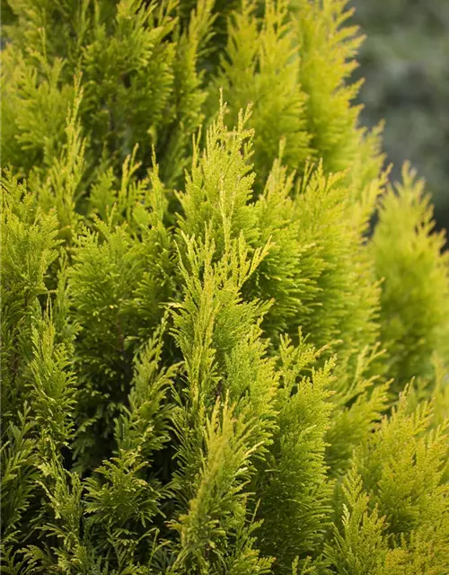 Thuja plicata '4ever' GOLDY®(s)