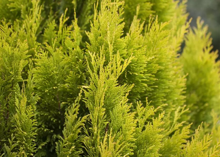 Thuja plicata '4ever' GOLDY®(s)