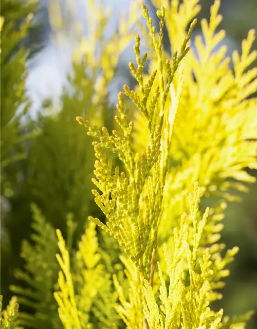 Thuja plicata '4ever' GOLDY®(s)