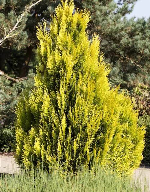 Thuja plicata '4ever' GOLDY®(s)