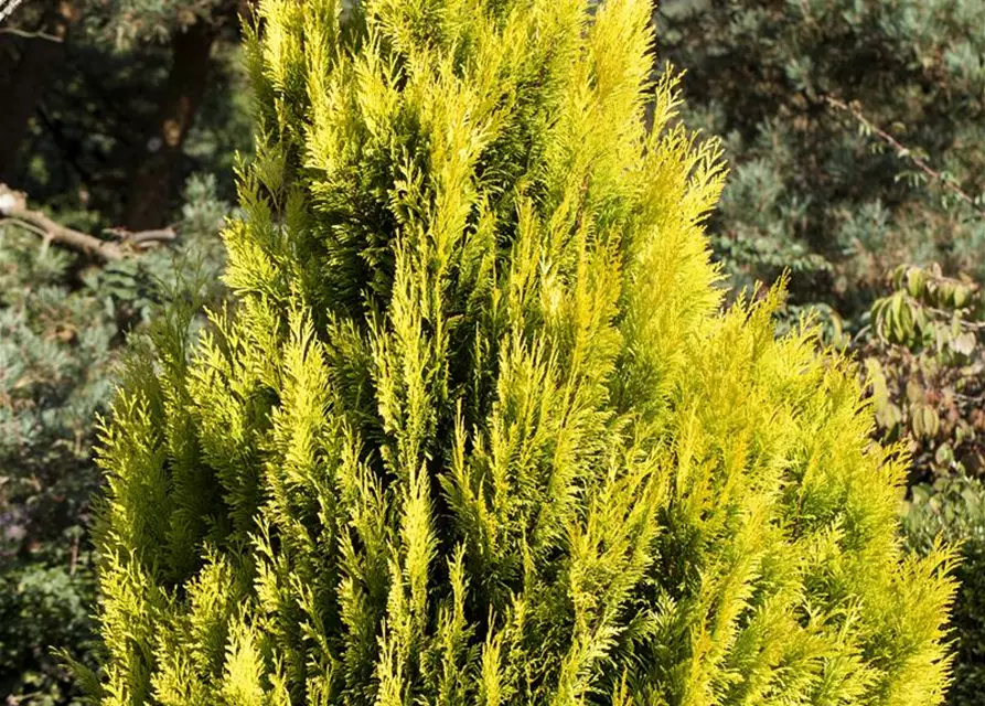 Thuja plicata '4ever' GOLDY®(s)