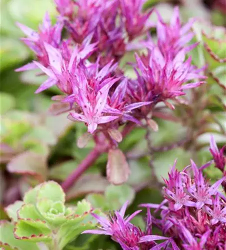 Sedum spurium 'Fuldaglut'