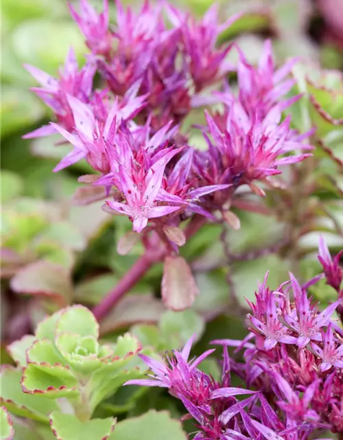 Sedum spurium 'Fuldaglut'