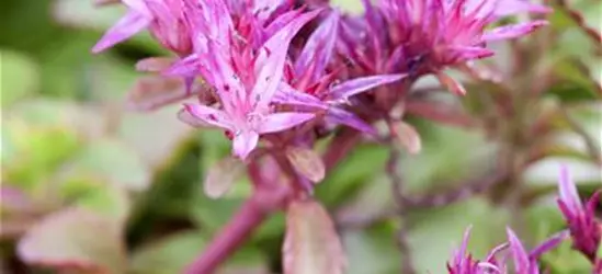 Sedum spurium 'Fuldaglut'