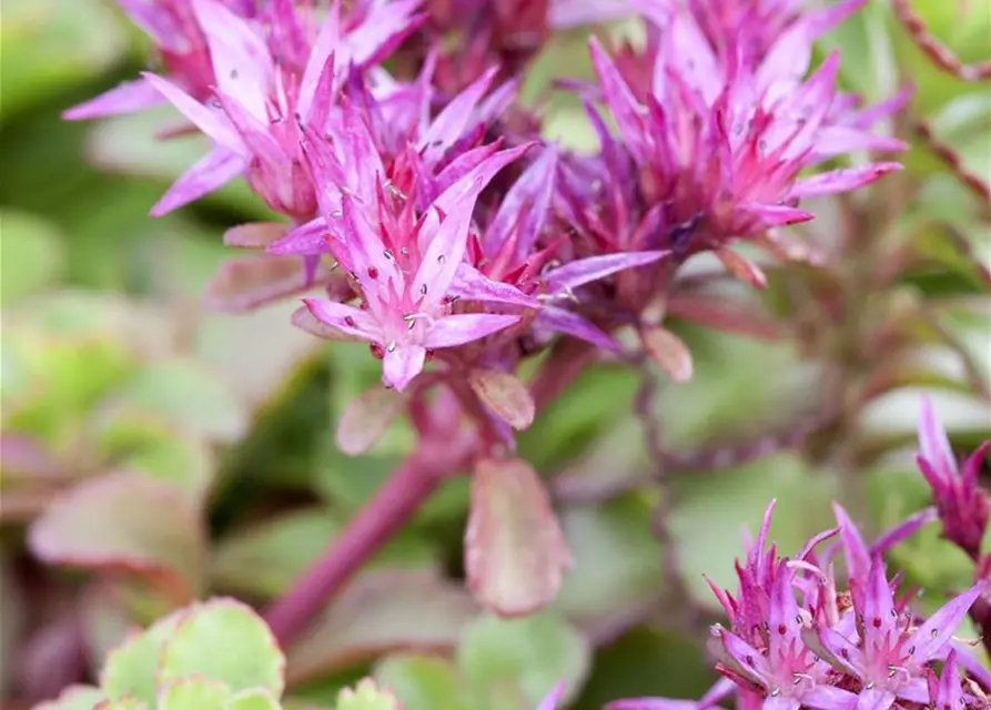 Sedum spurium 'Fuldaglut'